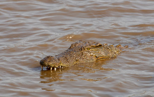 Nile Crocodile stock photo