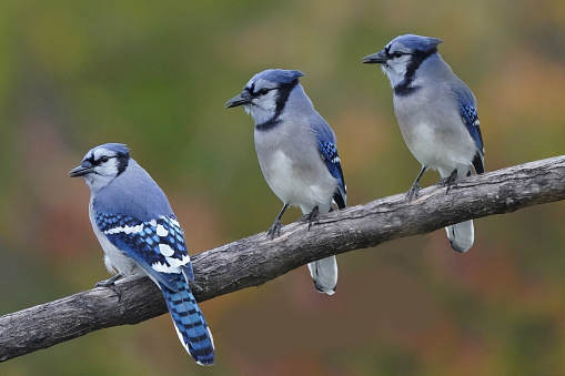 A bright colored bluejay on a limb
