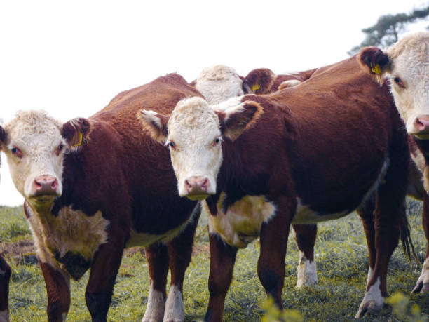 istock Portrait of cows standing on field against sky 1728192521