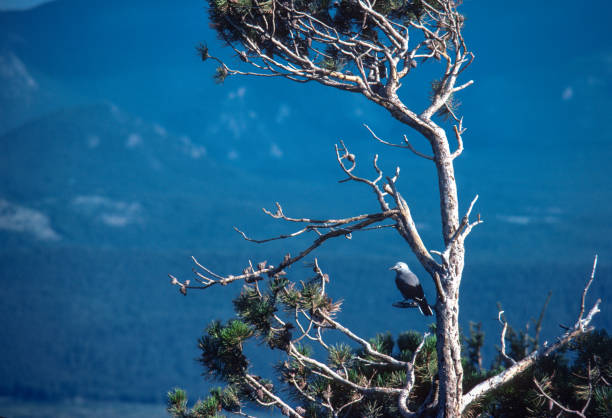 istock Rocky Mountain NP - Trail Ridge Road - Clark's Nutcracher - 1977 1728193594