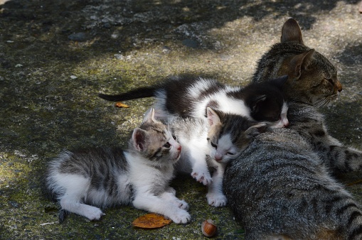 mother cat and little kittens