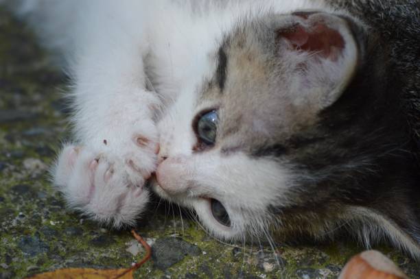 istock a small colorful kitten with its paws together 1728195456