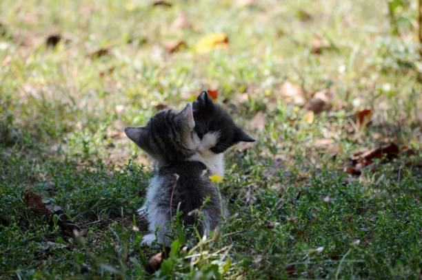 istock two little kittens are playing 1728198796