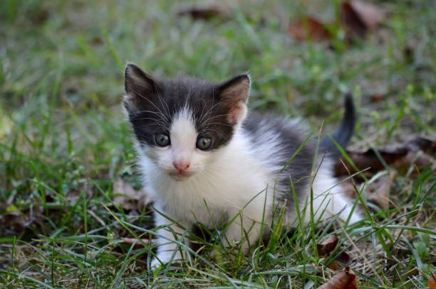 istock a little kitten with blue eyes 1728198818