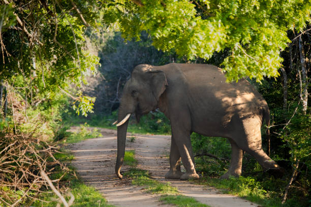A wild elephant crossing a road in a forest
