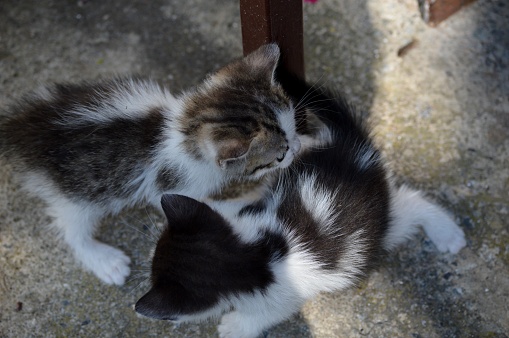 two little kittens are playing