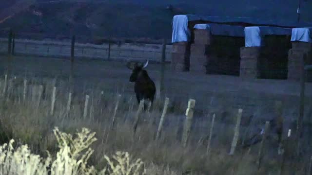 Bull Moose Jumping Fence