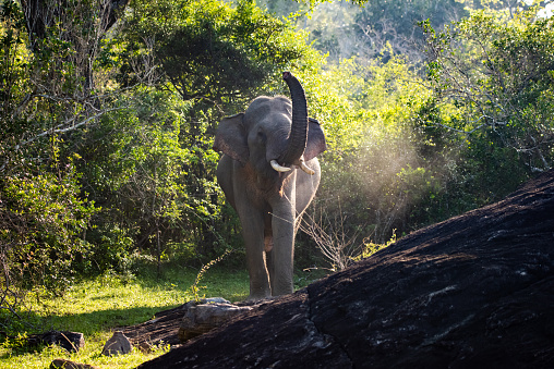 A trumpeting wild elephant in a forest