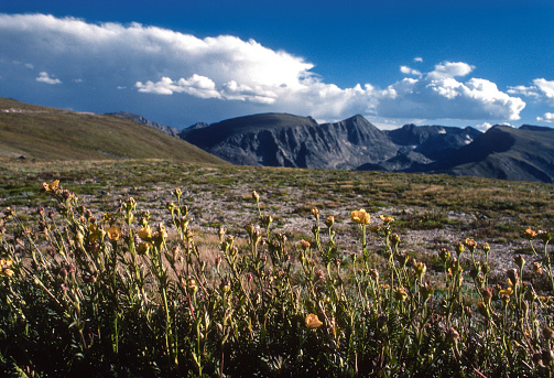 Rocky Mountain NP - Trail Ridge Road - Tundra Flowers - 1977. Scanned from Kodachrome 64 slide.