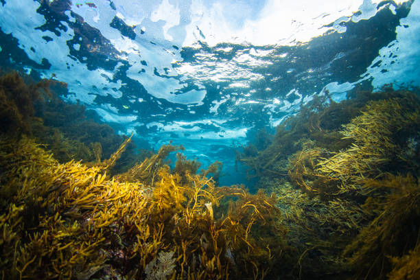 海藻場と昆布層のある海面下の水中環境 - seaweed algae kelp underwater ストックフォトと画像