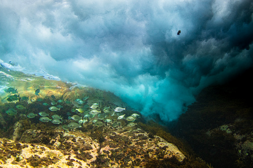 Underwater environment beneath the ocean surface with turbulent waterand a school of fish.