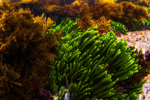 Underwater environment beneath the ocean surface with seaweed and kelp beds.