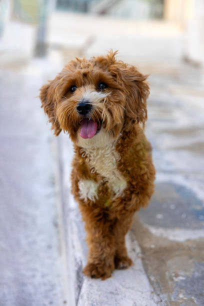 Poodle dog stock photo