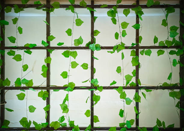 istock leaf decoration for home or yard, green leaf background concept 1728238068