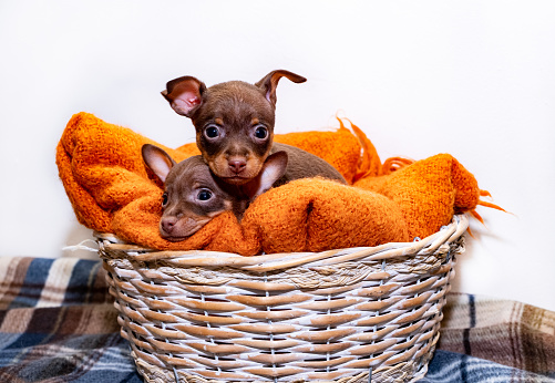 Small dog puppies, breed Prague Ratter, sit in a wicker.