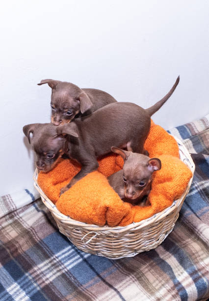 istock Small dog puppies, breed Prague Ratter, sit in a wicker. 1728243030