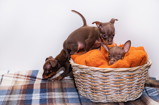 Small dog puppies, breed Prague Ratter, sit in a wicker.