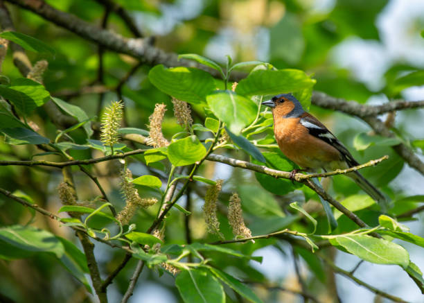 istock Chaffinch (Fringilla coelebs) - Dublin, Ireland 1728244813