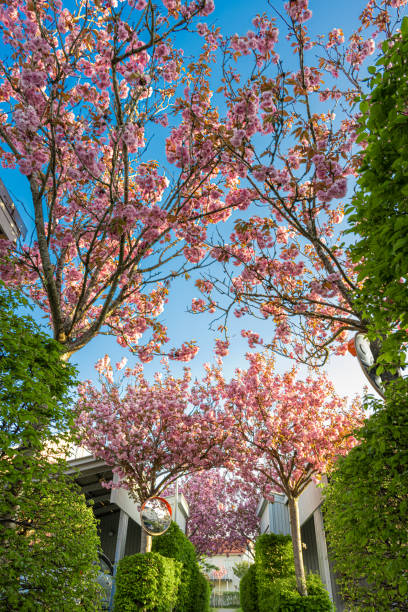 istock Pink cherry blossom alley over a walking path.. 1728247953