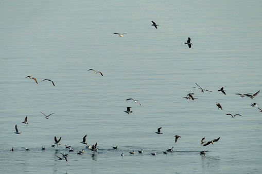 bandada de pelícanos en vuelo, en cinque terre, Liguria, Italia photo