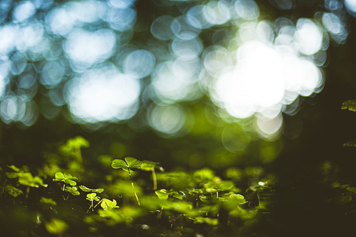 Clover plants in low sun on forest floor.