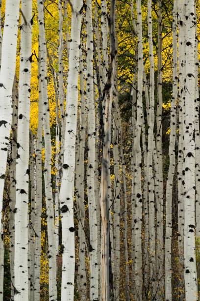 istock Aspen Tree Trunks in the Autumn 1728257752