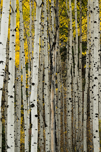 Aspens in Colorado in the autumn