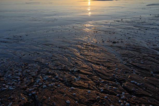 istock Seashells and small channels in the sand after the tide has passed 1728259387