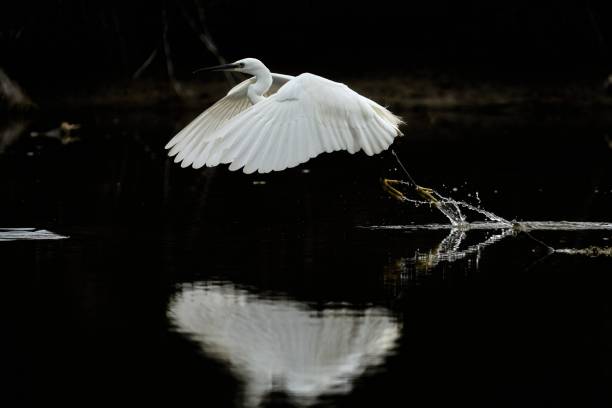 istock Little Egret taking off is reflected on the water surface 1728261574