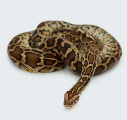 Close-up of Young Man Holding Ball Python in Hand Outdoors in Nature.