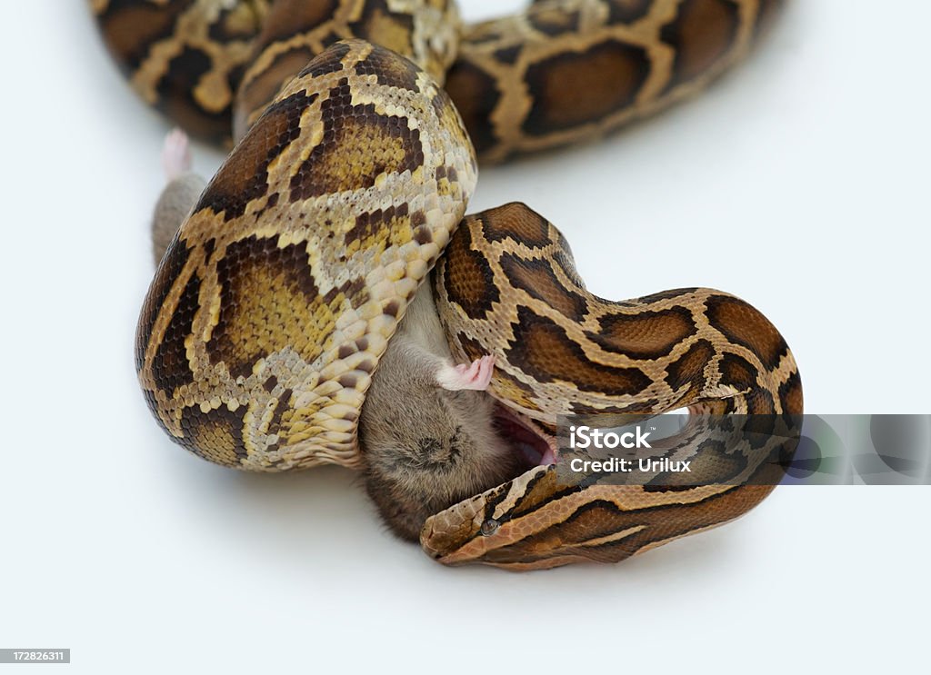Python preying on a mouse  Aggression Stock Photo