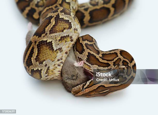 Python Preying On A Mouse Stock Photo - Download Image Now - Aggression, Animal, Animal Wildlife