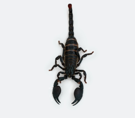 Extreme close-up white background images with high detail of various scorpions and spiders.These scorpions are known for their serrated claws and are common in large rock piles or mountain slopes with crevices to crawl through.