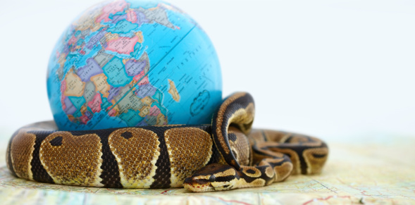 Endangered Python Coiled Around A Globe Over White Stock Photo ...
