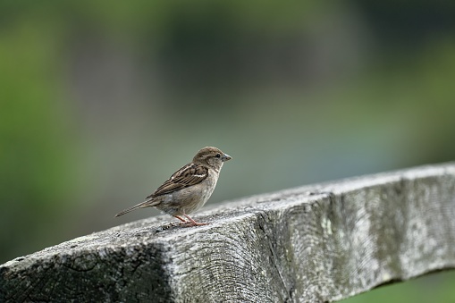 Sparrow at the bassin d'arcachon at Audenge