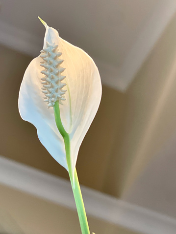 Spathiphyllum wallisii, Peace Lily