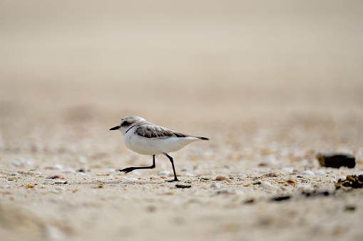 Kentish plover, Charadrius alexandrinus, Octhodromus alexandrinus, atlantic ocean, France