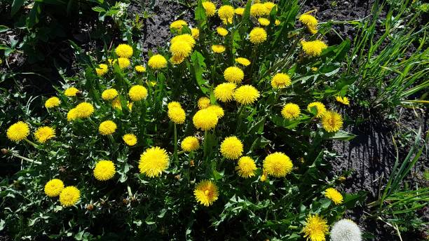 istock Bright yellow dandelion flowers on green meadows on warm spring days 1728278051