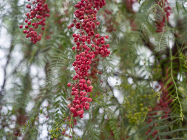 pink peppercorn schinus molle, peppercorn tree berry berries - pink pepper imagens e fotografias de stock