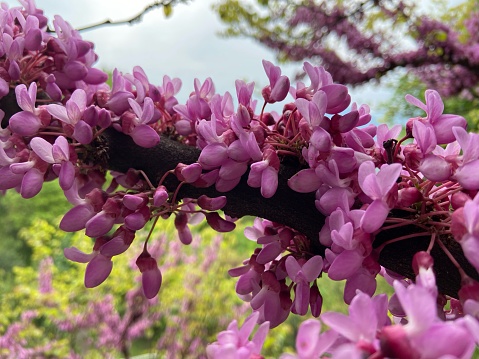 Cercis is a genus of trees of the subfamily Caesalpinioideae of wide use in gardening. A species, C. siliquastrum, called ciclamor, Judas tree and also the tree of specific love, due to the heart-shaped shape of its leaves, is common in the Mediterranean area.