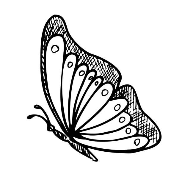 Monarch Butterfly. Hand drawn vector illustration of flying Insect in line art style. Engraved drawing of elegant animal for feminine greeting cards or wedding invitations. Etching for icon or logo Monarch Butterfly. Hand drawn vector illustration of flying Insect in line art style. Engraved drawing of elegant animal for feminine greeting cards or wedding invitations. Etching for icon or logo. simple butterfly outline pictures stock illustrations