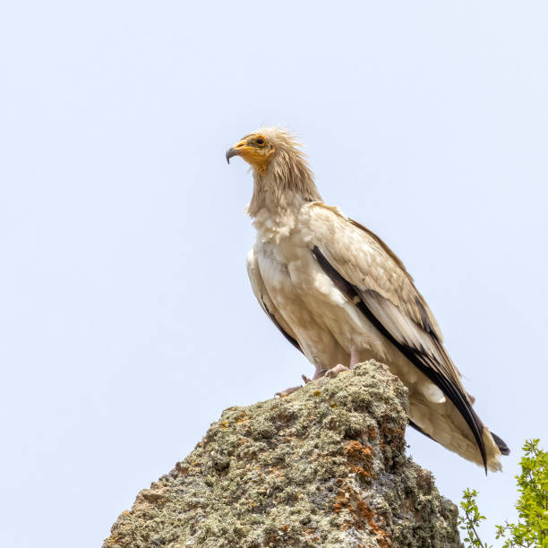 Egyptian Vulture The Egyptian Vulture I photographed around Ankara. kartal stock pictures, royalty-free photos & images