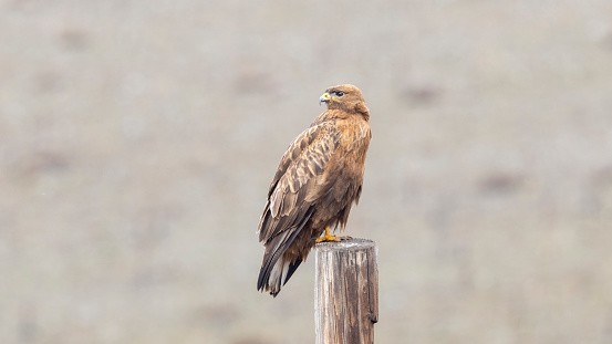 Red-tailed Hawk ( Buteo Jamaicensis ) sitting on a post. Is a very common raptor in North America, often seen perched alongside of roadways.