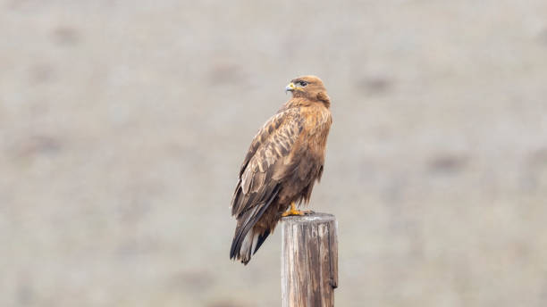 Common Buzzard The Common Buzzard I photographed in Türkiye. kartal stock pictures, royalty-free photos & images