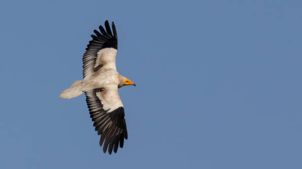 Egyptian Vulture The Egyptian Vulture I photographed around Ankara. kartal stock pictures, royalty-free photos & images