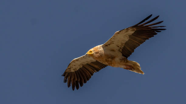 Egyptian Vulture The Egyptian Vulture I photographed around Ankara. kartal stock pictures, royalty-free photos & images