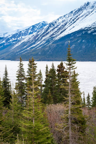 istock Tutshi Lake, evergreen trees and mountains in British Columbia 1728293985