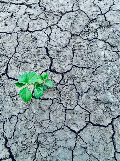 istock Green small plants on a cracked soil surface unique photo 1728300597