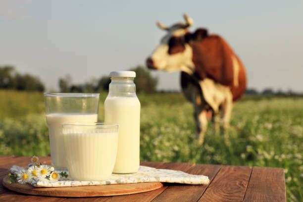 Milk with camomiles on wooden table and cow grazing in meadow Milk with camomiles on wooden table and cow grazing in meadow pasteurization stock pictures, royalty-free photos & images