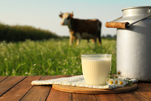 Milk with camomiles on wooden table and cow grazing in meadow
